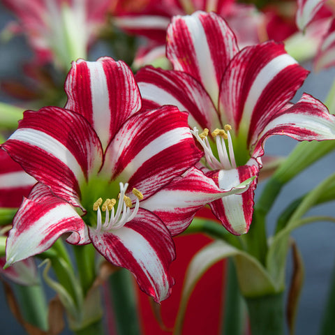 Amaryllis - Santiago - Fragrant Variety