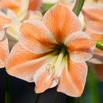 Amaryllis - Apricot Parfait