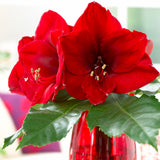 Amaryllis - Red Lion - Boxed Gift Kit