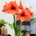 Amaryllis - Living Coral - 2019 Color of the Year