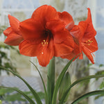 Amaryllis - Orange Souvereign - Mega Bulb