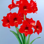 Amaryllis - Rapido - Multiflowering