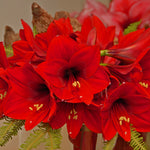 Amaryllis - Rapido - Multiflowering