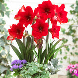 Amaryllis - Rapido - Multiflowering