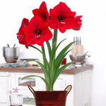 Amaryllis - Red Lion - Kit - with Artisan Decorative Planter