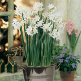 Narcissus - Paperwhite - Kit - with Artisan Decorative Planter