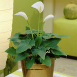 Calla - aethiopica - Kit - with Artisan Decorative Planter