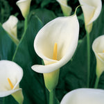 Calla - aethiopica - Kit - with Artisan Decorative Planter