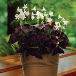 Oxalis - Kit - with Artisan Decorative Planter