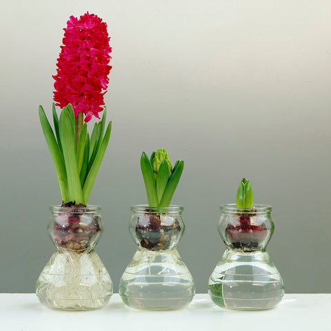 Hyacinth - Red - Kit - with Clear Artisan Glass