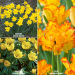 Color Your Garden Yellow - Collection