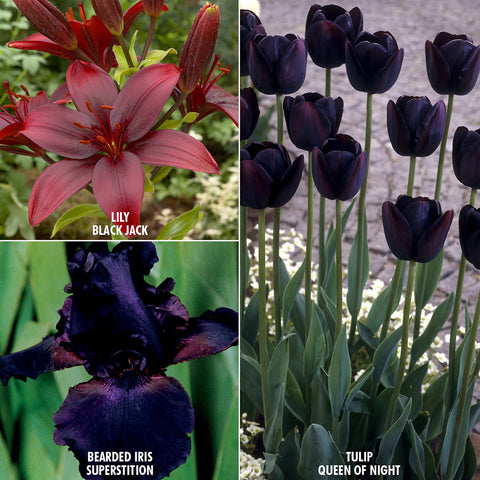 Color Your Garden Black - Tulip, Bearded Iris & Lily - Collection