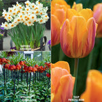 Color Your Garden Orange - Tulip, Fritillaria & Daffodil - Collection