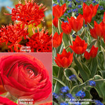 Color Your Garden Red - Tulip, Ranunculus & Lycoris - Collection