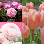 Color Your Garden Pink - Tulip, Ranunculus & Peony - Collection
