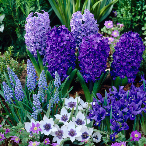 Dwarf Iris, Hyacinth, Muscari, Tulip & Anemone - Blue Spring Flowering Garden - Bulb Collection