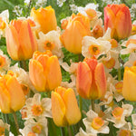 Orange Spring Flowering Garden Blend