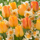 Orange Spring Flowering Garden Blend