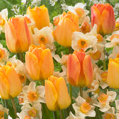 Orange Spring Flowering Garden Blend
