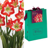 Amaryllis - Stargazer - Bulb - in Emerald Gift Bag