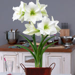 Amaryllis - Christmas Gift - Kit - with Artisan Decorative Planter