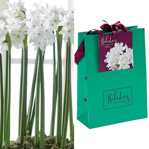 Narcissus - Paperwhite - Bulbs - in Emerald Gift Bag