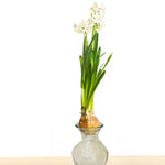 Narcissus - Paperwhite - Kit - with Clear Artisan Glass