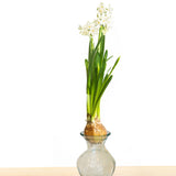 Narcissus - Paperwhite - Kit - with Clear Artisan Glass