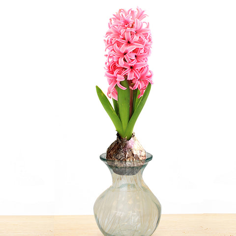 Hyacinth - Pink - Kit - with Clear Artisan Glass
