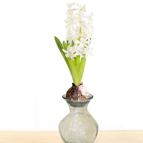 Hyacinth - White - Kit - with Clear Artisan Glass