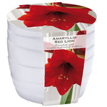 Amaryllis - Red Lion - Kit - with White Swirl Ceramic Planter