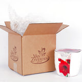 Amaryllis - Red Lion - Kit - with White Swirl Ceramic Planter