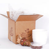 Amaryllis - Red Lion - Kit - with White Swirl Ceramic Planter