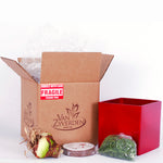 Amaryllis - Red Lion - Kit - with Ceramic Cosmopolitan Red Cube Planter
