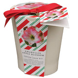 Amaryllis - Apple Blossom - Kit - with Ceramic French Vanilla Planter