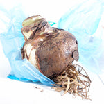 Amaryllis - Apple Blossom - Kit - with Ceramic French Vanilla Planter