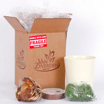 Amaryllis - Apple Blossom - Kit - with Ceramic French Vanilla Planter