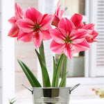 Amaryllis - Gervase - Kit - with Artisan Decorative Planter