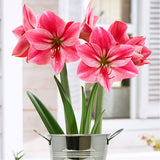 Amaryllis - Gervase - Kit - with Artisan Decorative Planter