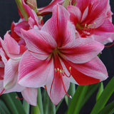 Amaryllis - Gervase - Kit - with Artisan Decorative Planter