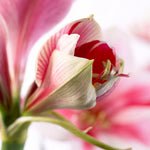 Amaryllis - Economy Mix