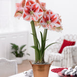 Amaryllis - Popov - Kit - with Artisan Decorative Planter