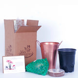 Amaryllis - Popov - Kit - with Artisan Decorative Planter
