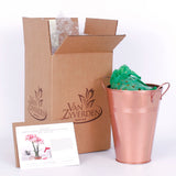 Amaryllis - Popov - Kit - with Artisan Decorative Planter