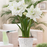 Amaryllis - White Nymph - Kit - with White Chalk Metal Cachepot