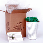 Amaryllis - White Nymph - Kit - with White Chalk Metal Cachepot