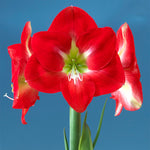 Amaryllis - Monaco - Kit - with Shell Metal Cachepot