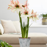 Amaryllis - Amore - Kit - with Flower Burst Metal Cachepot