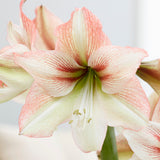 Amaryllis - Amore - Kit - with Flower Burst Metal Cachepot