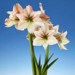 Amaryllis - Amore - Kit - with Flower Burst Metal Cachepot